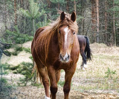 Brown horse in pasture clipart
