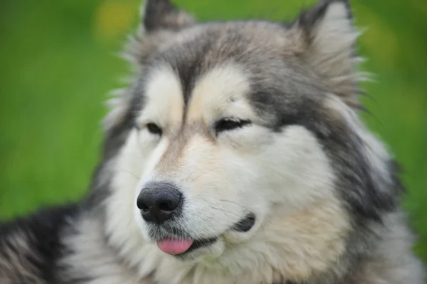 Husky, Nahaufnahme Porträt eines Hundes — Stockfoto