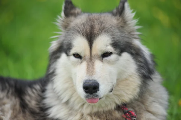 Husky, közeli portré egy kutya — Stock Fotó