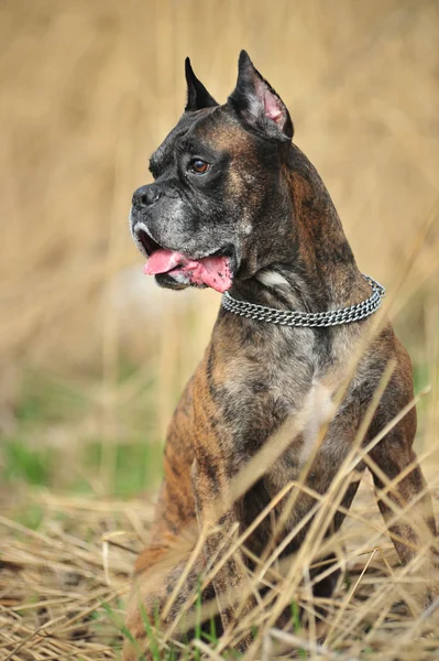 Boxer Dog — Stock Photo, Image