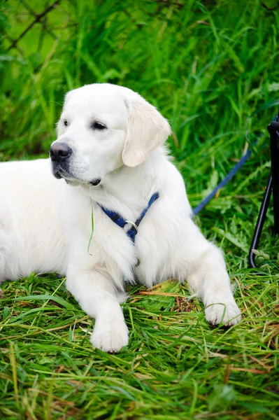 Pies na zielonej trawie — Zdjęcie stockowe