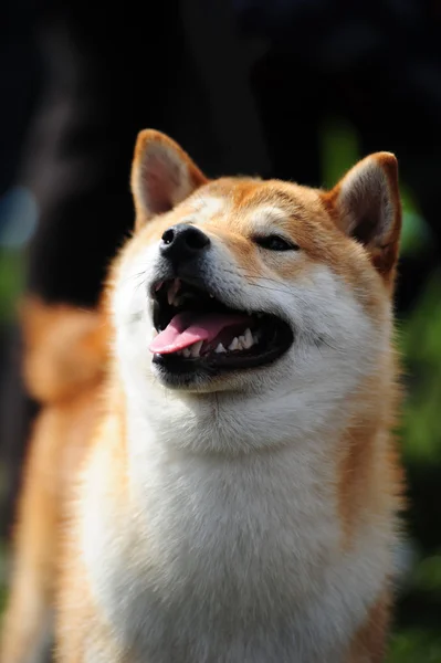 Shiba pies — Zdjęcie stockowe