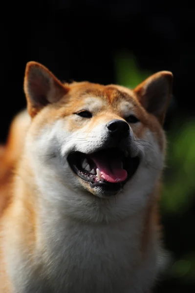 Shiba pies — Zdjęcie stockowe