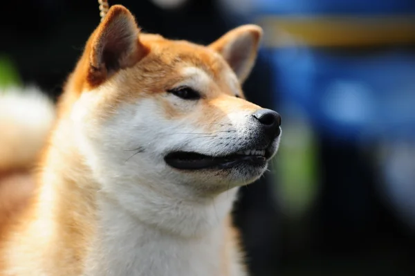 Shiba Hund — Stockfoto
