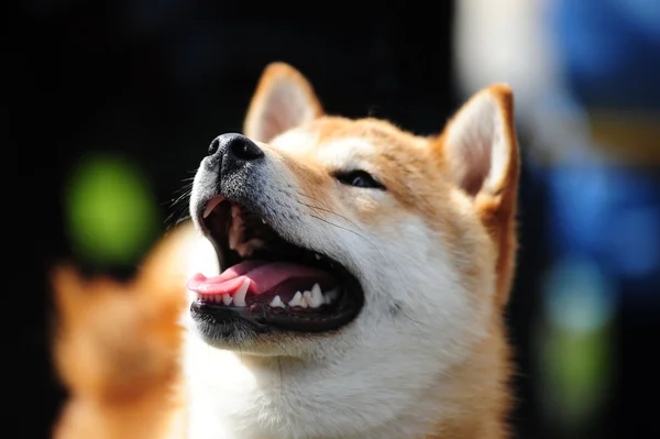Shiba kutya — Stock Fotó