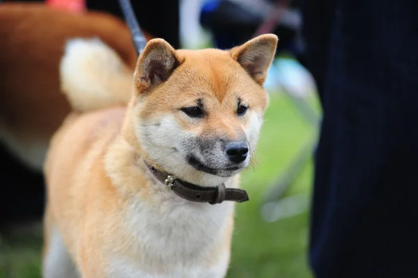 stock image Shiba dog