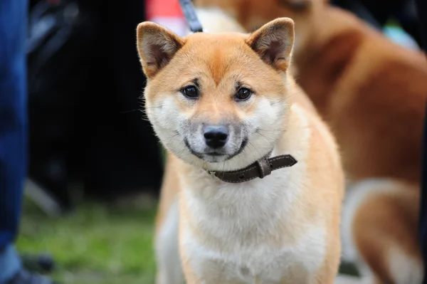 stock image Shiba dog