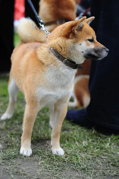 Cão Shiba — Fotografia de Stock