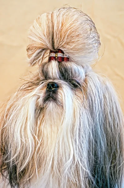Pies ładny shiatsu — Zdjęcie stockowe