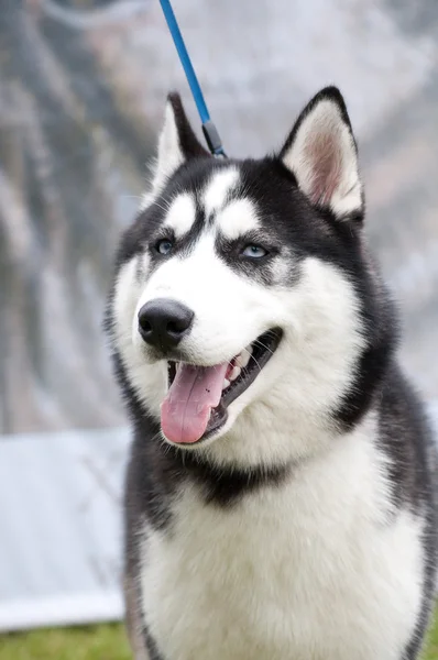 Husky, retrato de cerca de un perro — Foto de Stock