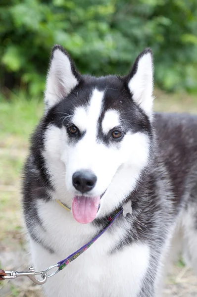 Husky, close-up portrait of a dog — Stock Photo, Image