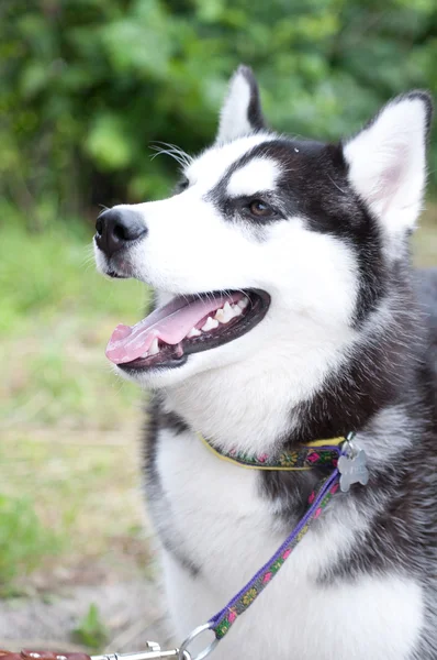 Husky, retrato de cerca de un perro — Foto de Stock