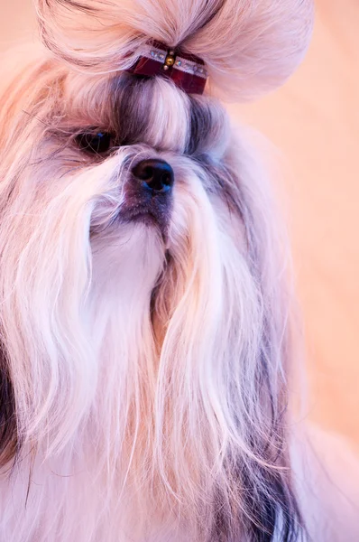 Cão shiatsu bonito — Fotografia de Stock