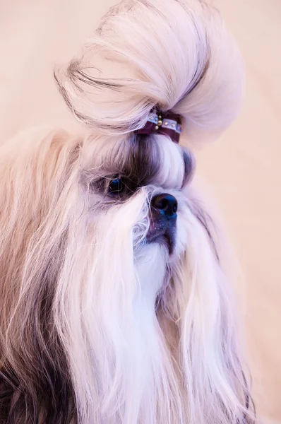 Cão shiatsu bonito — Fotografia de Stock