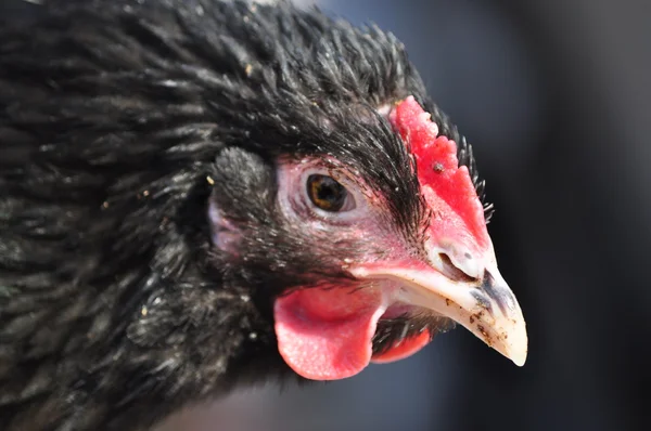 stock image Black hen