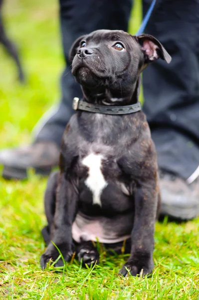 Staffordshire Bull Terrier sessão — Fotografia de Stock