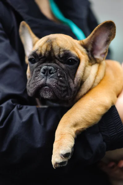 Bulldog francês — Fotografia de Stock
