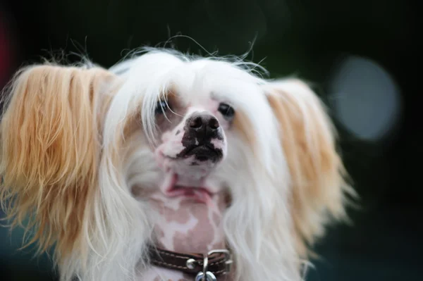 Chiński grzywacz pies — Zdjęcie stockowe