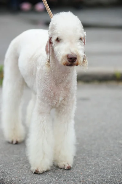 Very cute and fluffy Bedlington terrier — Stock Photo, Image