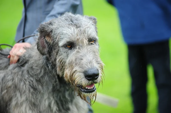 Um belo retrato da cabeça do cão Wolfhound irlandês — Fotografia de Stock