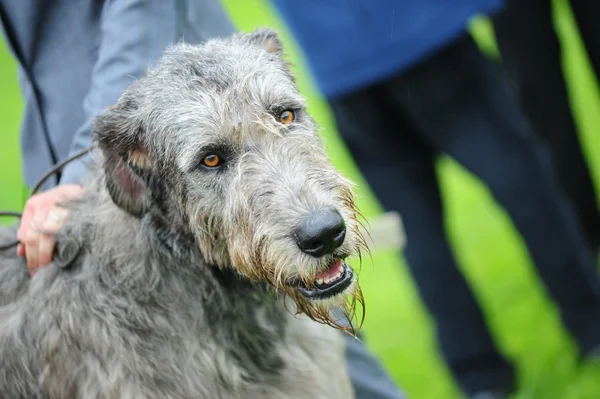 美丽的爱尔兰狼狗的狗头像 — 图库照片