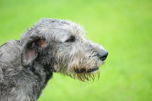 美しいアイリッシュ ・ ウルフハウンド犬の頭の肖像画 — ストック写真