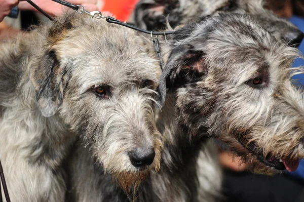 İrlandalı wolfhound köpekler — Stok fotoğraf