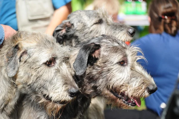Cães Wolfhound irlandeses — Fotografia de Stock