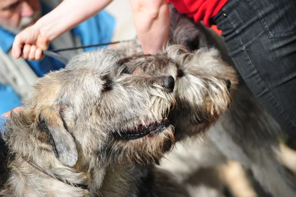 Irish Wolfhound cani — Foto Stock