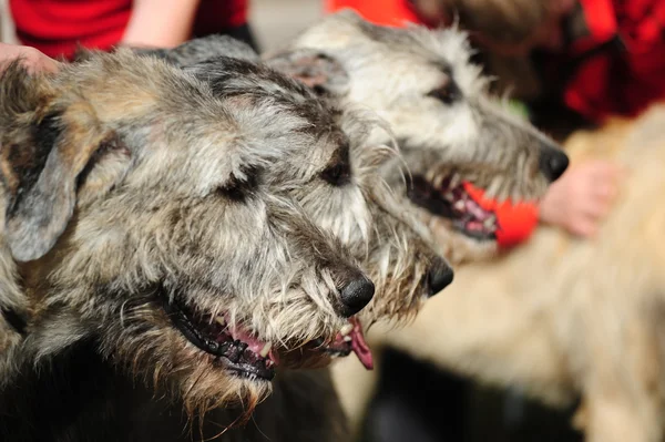 Ιρλανδικό wolfhound σκυλιά — Φωτογραφία Αρχείου