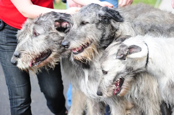 Ιρλανδικό wolfhound σκυλιά — Φωτογραφία Αρχείου
