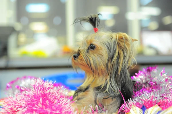 Kleiner hund yorkshire terrier — Stockfoto