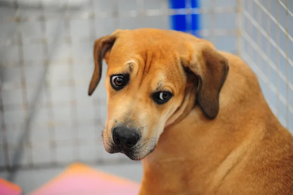 stock image Ridgeback