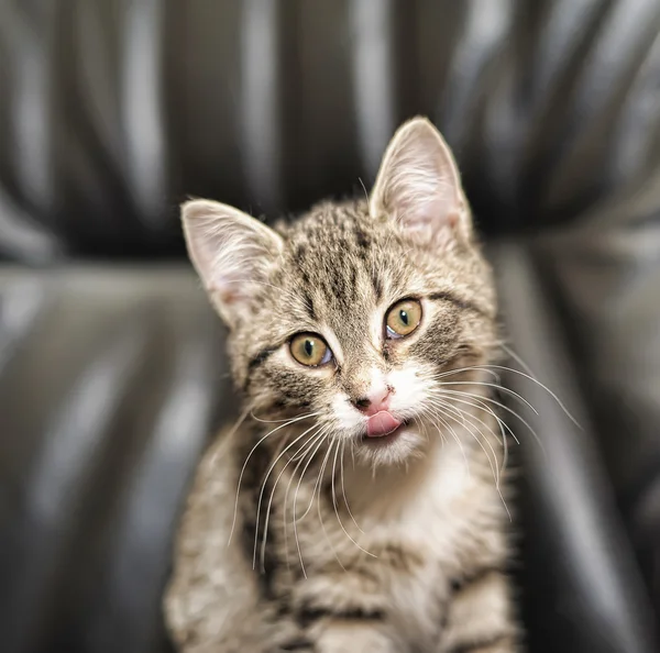 귀여운 새끼 고양이 — 스톡 사진