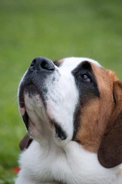 São Bernardo cão — Fotografia de Stock