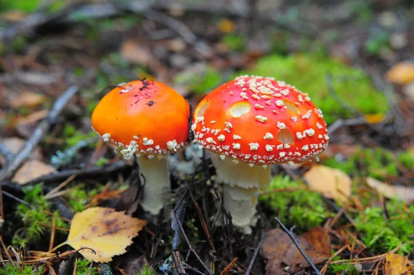 Two mushroom — Stock Photo, Image