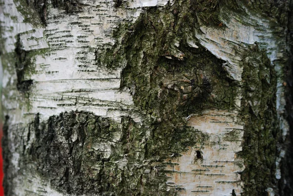 Birch bark — Stock Photo, Image