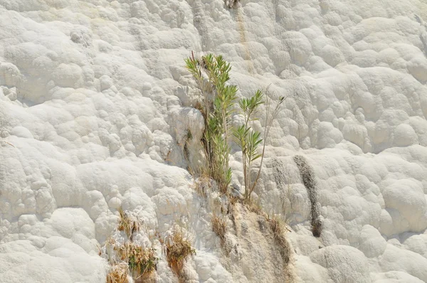 カルシウム滝パムッカレ トルコ — ストック写真