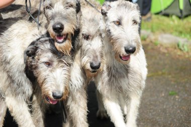 Irish Wolfhound dogs clipart