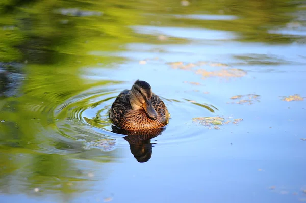 Sudaki ördek — Stok fotoğraf