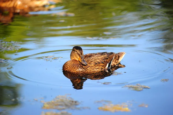 stock image Duck in the water