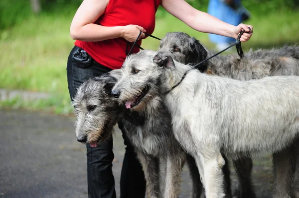 Chiens irlandais Wolfhound — Photo