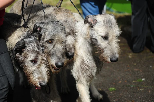 Irländsk varghund hundar — Stockfoto