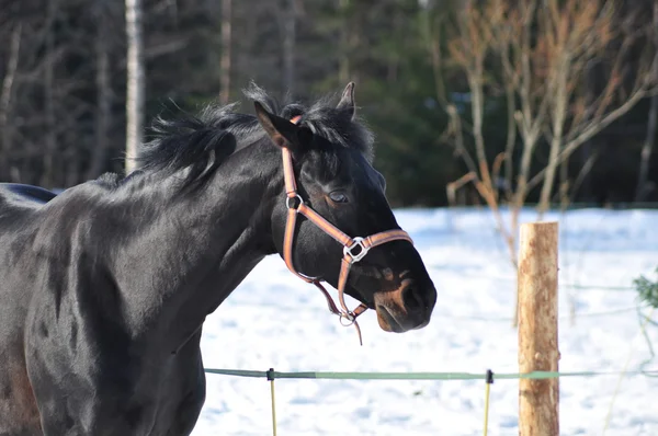 Fekete sportos ló — Stock Fotó