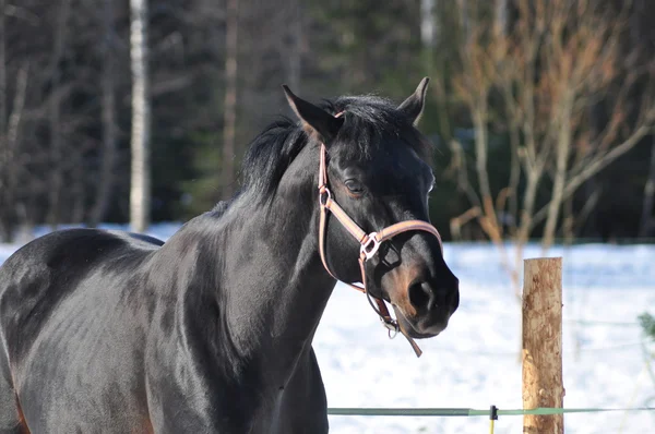 黒いスポーツ馬 — ストック写真