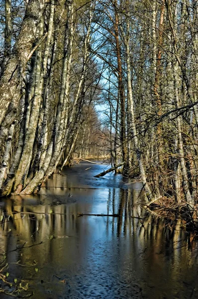 Rivière forestière — Photo