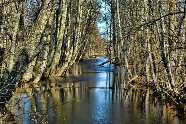 Río bosque — Foto de Stock