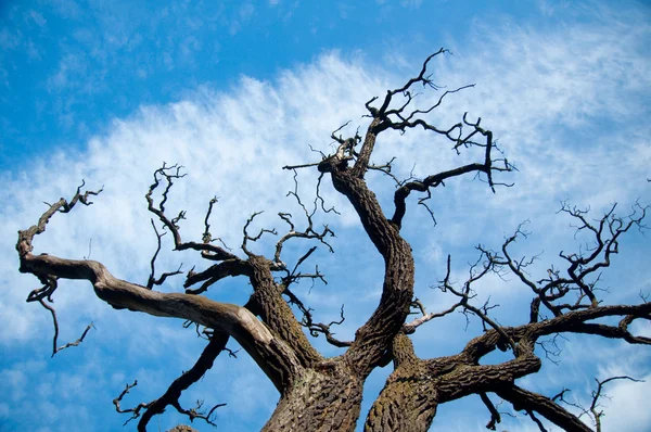 Os topos das árvores — Fotografia de Stock