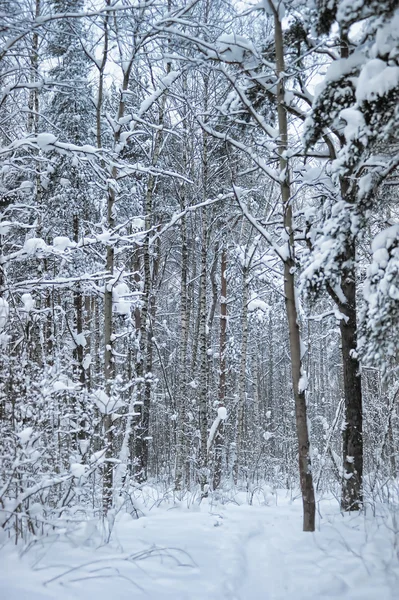Снег Покрыл Лесной Пейзаж Копировальным Пространством — стоковое фото