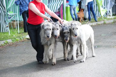 Irish Wolfhound dogs clipart